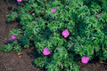 Géranium Vivace (Geranium) 'Tiny Monster'