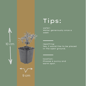 Livraison plante Giroflée mauve