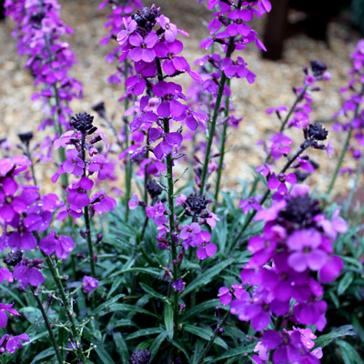 Giroflée Mauve (Erysimum) 'Bowles' Mauve'
