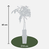 Livraison plante Glycine de chine 'prolific'