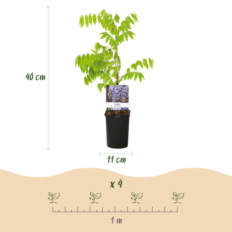 Livraison plante Glycine Prolific – Lot de 1 – Pot 11 cm – Hauteur 40 cm