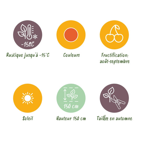 Livraison plante Goji Lycium barbarum – Lot de 6 – Pot 9 cm