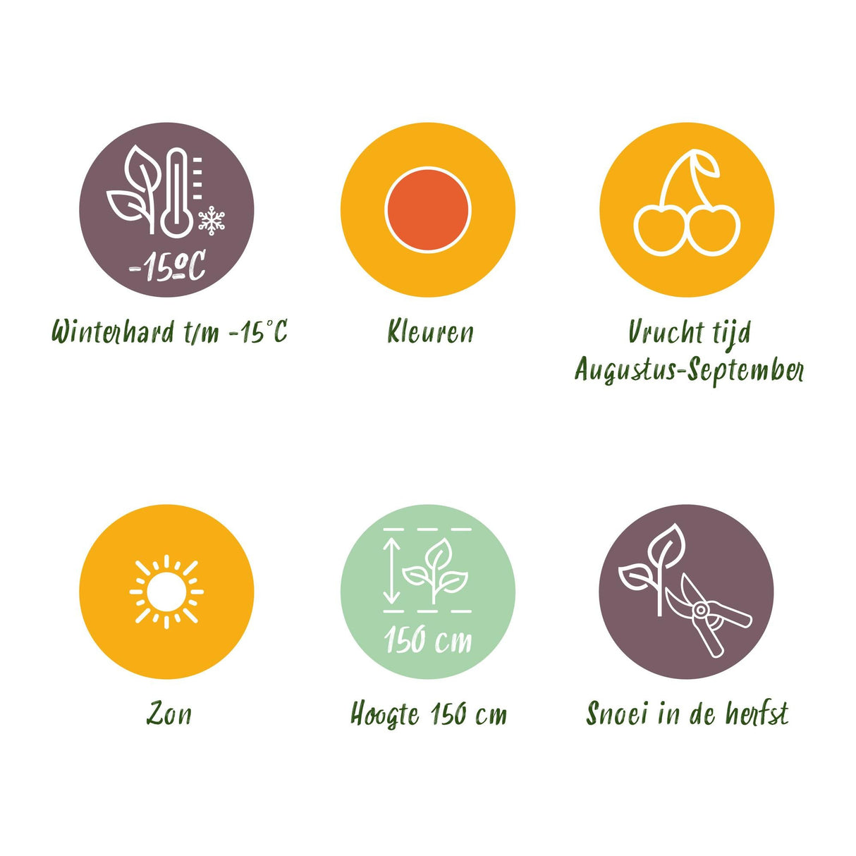 Livraison plante Goji Lycium barbarum – Lot de 6 – Pot 9 cm