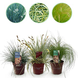Livraison plante Graminées variées – Lot de 3 – Pot 17 cm – Hauteur 50 cm