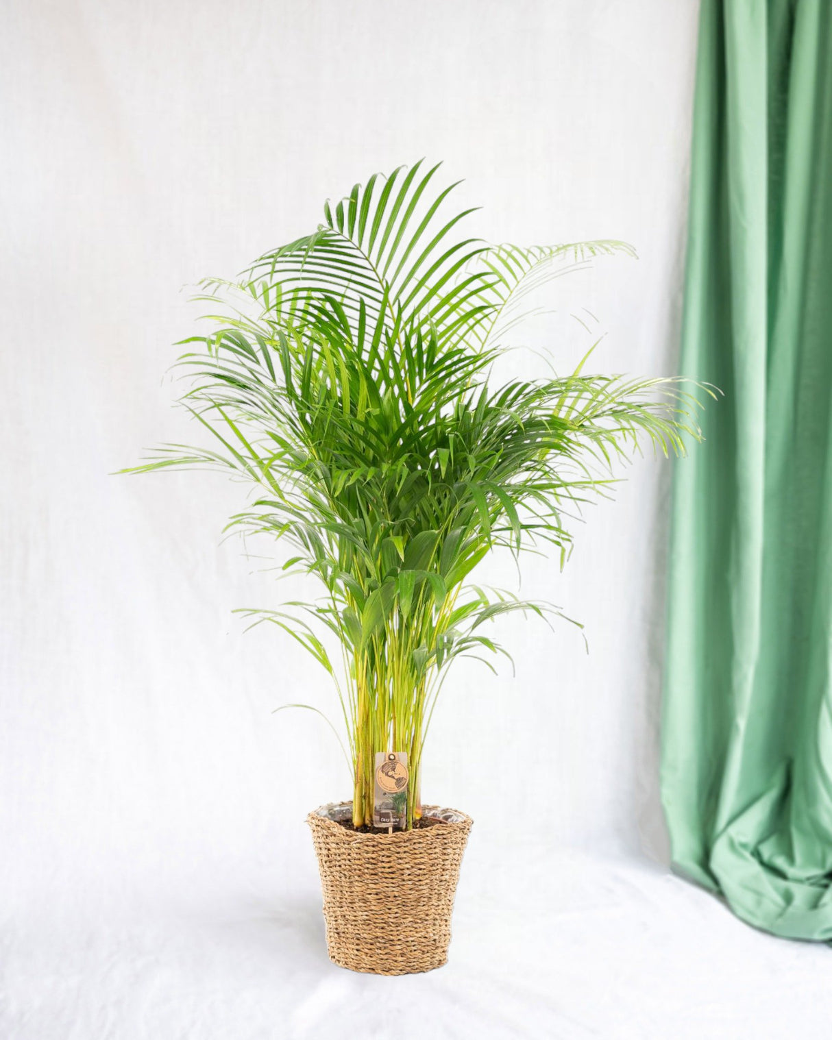 Livraison plante Grand areca avec panier