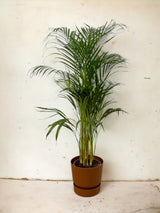 Livraison plante Grand Palmier Areca - Plusieurs tailles et pots