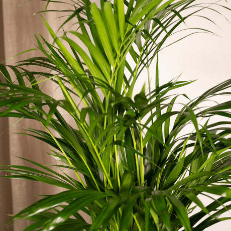 Livraison plante Grand Palmier Areca - Plusieurs tailles et pots