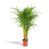 Livraison plante Grand Palmier Areca - Plusieurs tailles et pots