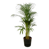 Livraison plante Grand Palmier Areca - Plusieurs tailles et pots