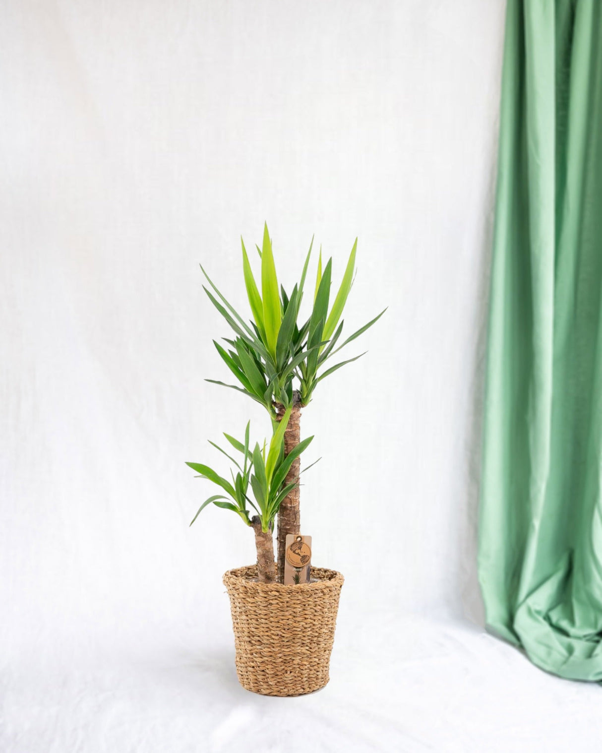 Livraison plante Grand yucca avec panier
