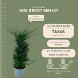 Livraison plante Grands ifs h125cm pour 10 mètres linéaires de haie 20x12L