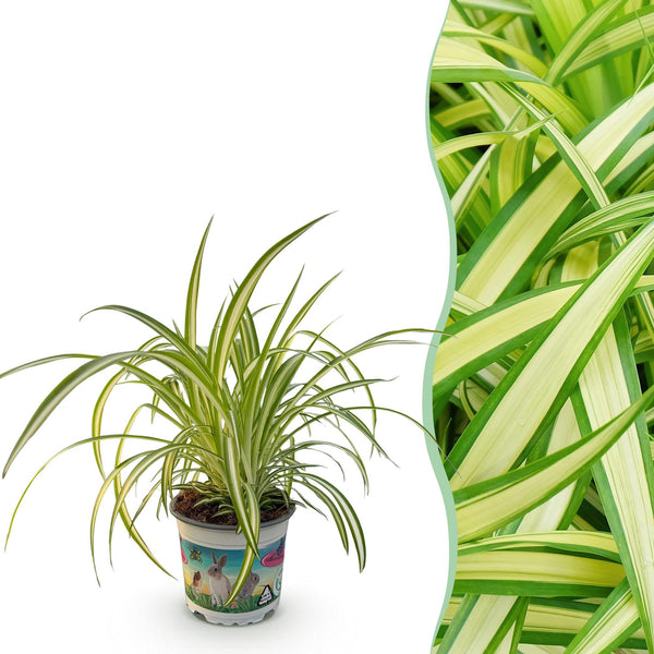 Livraison plante Green boutiQ - Kamerplant - Chlorophytum comosum Variegatum - Bonte Graslelie - Huisdiervriendelijke Plant - Groen - 1 Plant - Pot 12cm - Hoogte 20cm