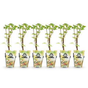 Livraison plante Groseillier à grappes Witte Hollander – Lot de 6 – Pot 9 cm