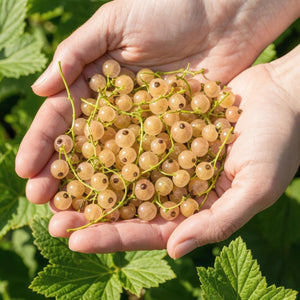 Livraison plante Groseillier à grappes Witte Hollander – Lot de 6 – Pot 9 cm