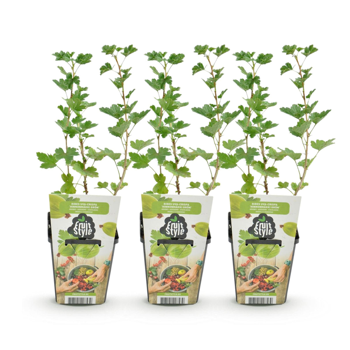 Livraison plante Groseillier à maquereau Hinnonmäki Grün – Lot de 3 – Pot 9cm
