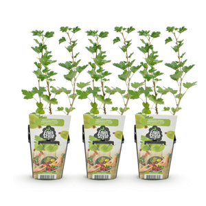 Livraison plante Groseillier à maquereau Hinnonmäki Grün – Lot de 3 – Pot 9cm