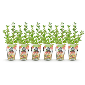 Livraison plante Groseillier à maquereau Hinnonmäki Röd – Lot de 6 – Pot 9 cm