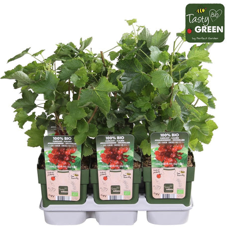 Livraison plante Groseillier Bio