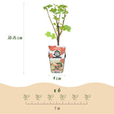Livraison plante Groseillier Jonkheer van Tets – Lot de 3 – Pot 9 cm