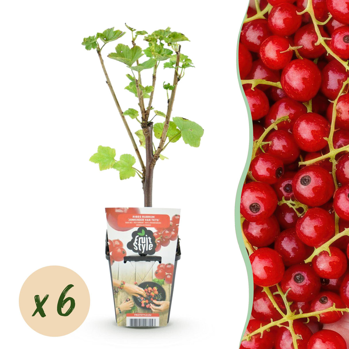 Livraison plante Groseillier Jonkheer van Tets – Lot de 6 – Pot 9 cm