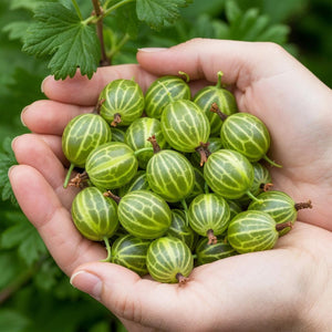 Livraison plante Groseillier maquereau Hinnonmäki Grün – Lot de 6 – Pot 9 cm