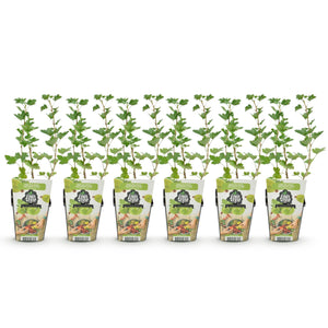 Livraison plante Groseillier maquereau Hinnonmäki Grün – Lot de 6 – Pot 9 cm