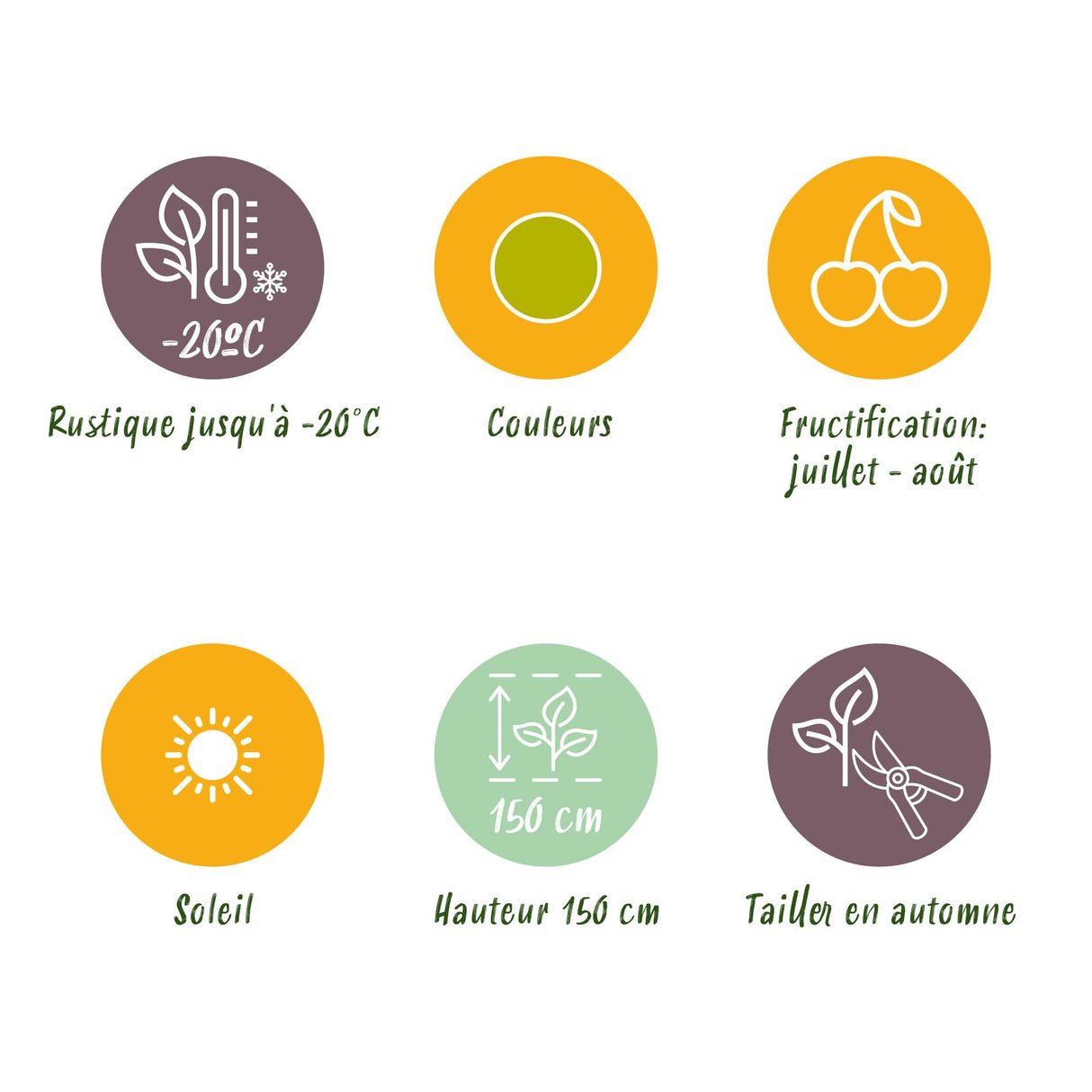 Livraison plante Groseillier maquereau Hinnonmäki Grün – Lot de 6 – Pot 9 cm