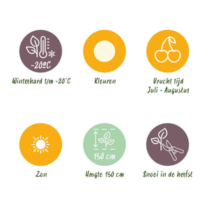 Livraison plante Groseillier Witte Hollander – Lot de 3 – Pot 9 cm