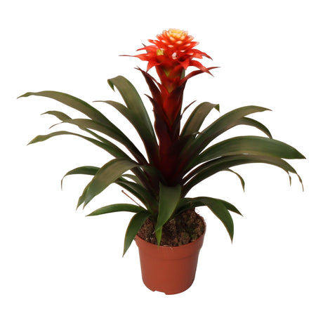 Livraison plante Guzmania Elena