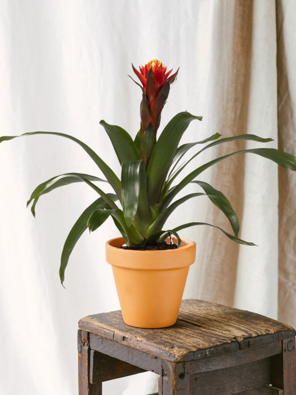 Guzmania Happiness – farbenfrohe und pflegeleichte Zimmerpflanze