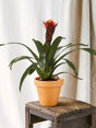 Livraison plante Guzmania Happiness