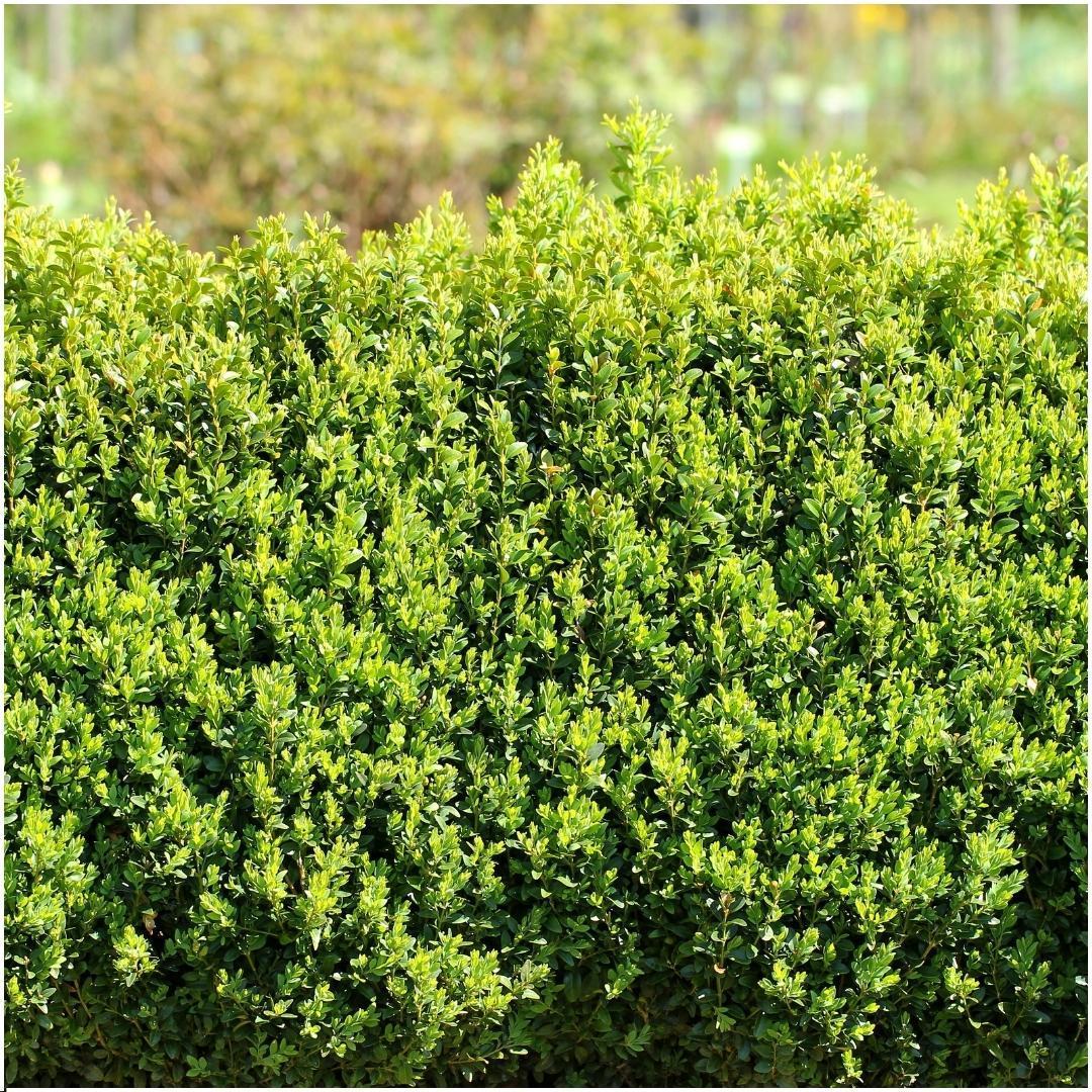 Livraison plante Haie Buxus Sempervirens X6