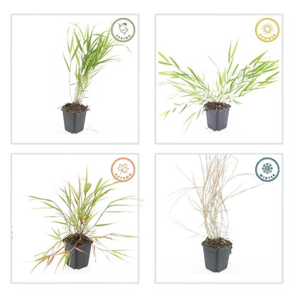 Livraison plante Hakonechloa macra herbe japonaise