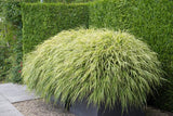 Livraison plante Hakonechloa macra herbe japonaise