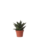 Livraison plante Haworthia Limifolia h11cm