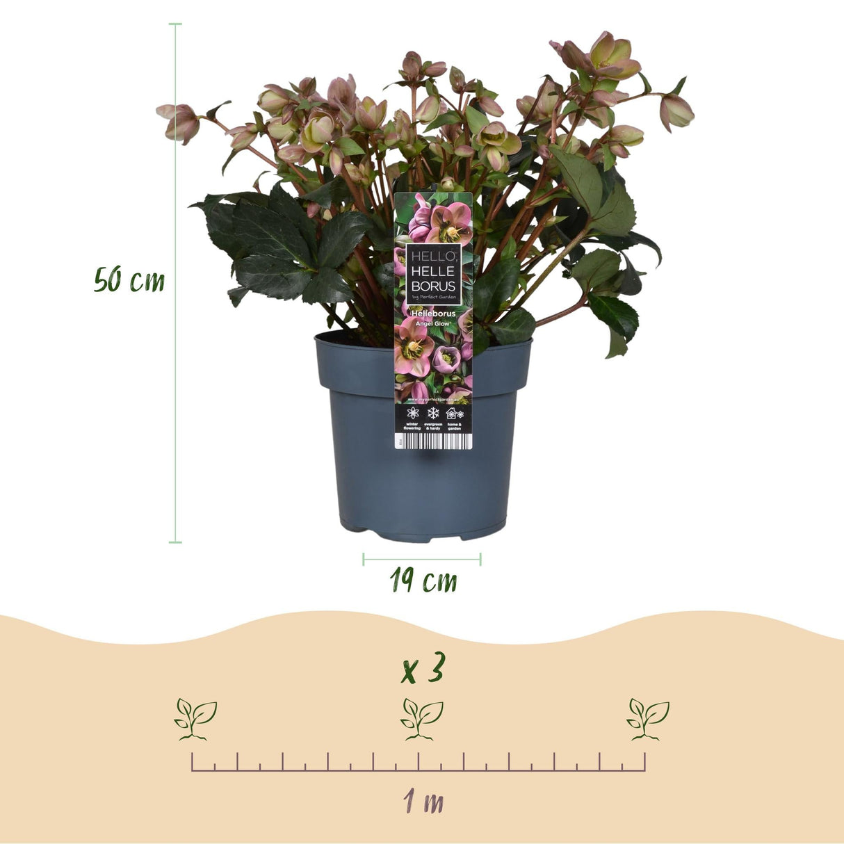 Livraison plante Hellébore Angels Glow – Pot 19 cm – Hauteur 50 cm