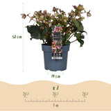 Livraison plante Hellébore Angels Glow – Pot 19 cm – Hauteur 50 cm