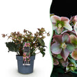Livraison plante Hellébore Angels Glow – Pot 19 cm – Hauteur 50 cm