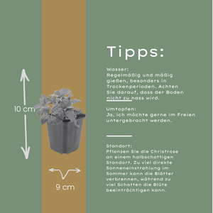 Livraison plante Hellebore blanc niger