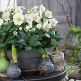 Livraison plante Hellébore Christmas Carol – Lot de 1 – Pot 17 cm
