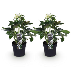 Livraison plante Hellébore d'Orient Double Ellen White – Lot de 2 – Pot 14 cm