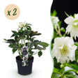 Livraison plante Hellébore d'Orient Double Ellen White – Lot de 2 – Pot 14 cm