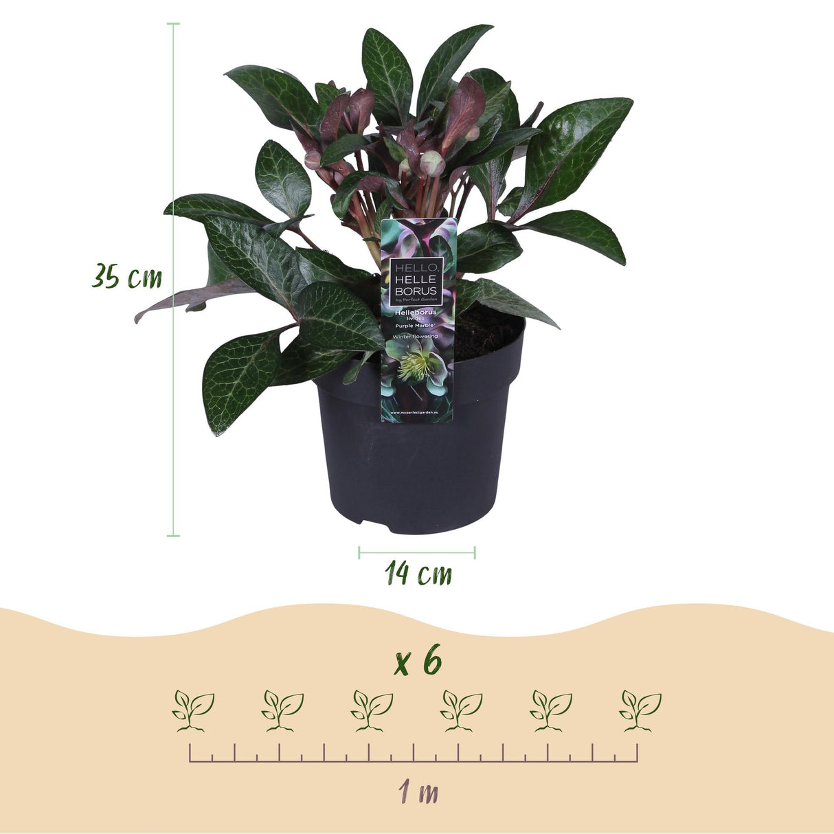 Livraison plante Hellébore livida Purple Marble – Pot 14 cm – Hauteur 35 cm