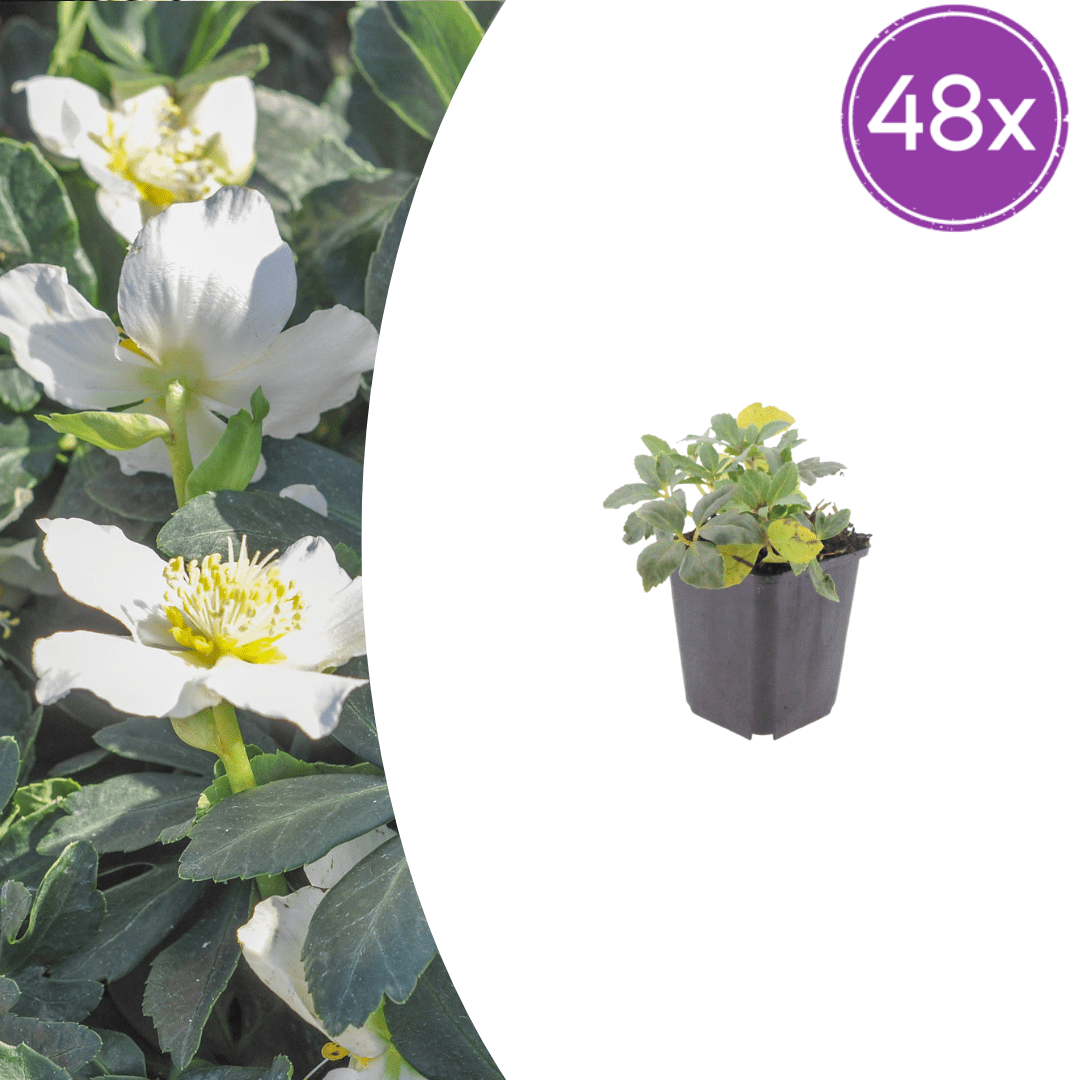Livraison plante Hellebore oriental