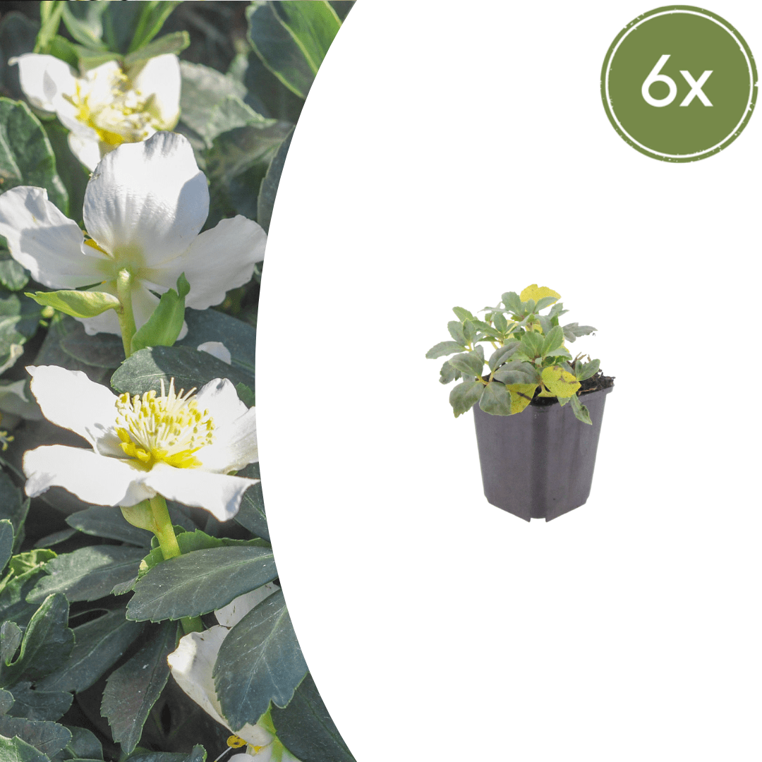 Livraison plante Hellebore oriental