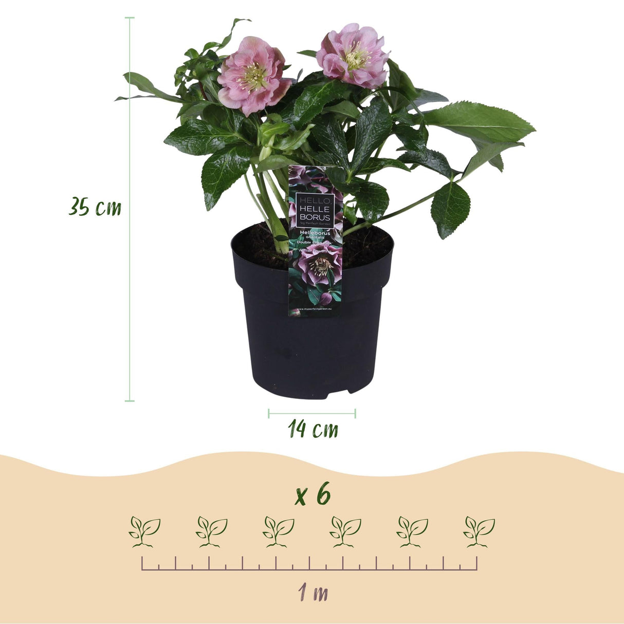 Livraison plante Hellébore orientale Double Ellen Pink – Lot de 2 – Pot 14 cm