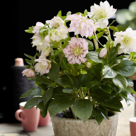 Livraison plante Hellébore orientale Double Ellen Pink – Pot 14 cm