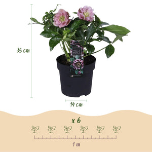 Livraison plante Hellébore orientale Double Ellen Pink – Pot 14 cm