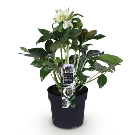 Livraison plante Hellébore orientale Double Ellen White – Pot 14 cm