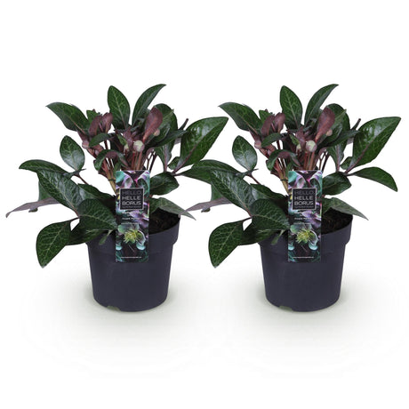 Livraison plante Hellébore Purple Marble – Lot de 2 – Pot 14 cm